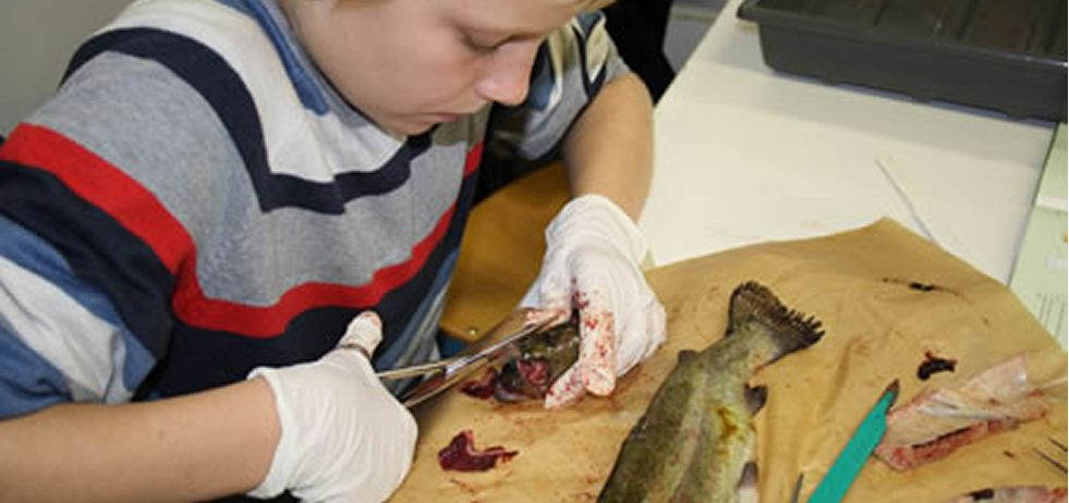 fische_980_461